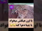 دنبال کنید (کلیپ)