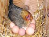 مرغ کرچ محلی و به دنیا آمدن جوجه ها از تخم... اردیبهشت99