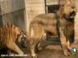 شکست دادن شیر توسط ببر
