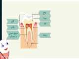 ساختار دندان