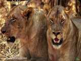 صحنه های بسیار جالب و دیدنی از حمله و شکار حیوانات توسط شیر