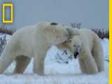 نبرد خرس قطبی | حیات وحش: یخ بزرگ