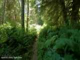 دویست دقیقه ویدیو از پیاده روی در اعماق جنگل بکر | (ریلکسیشن در طبیعت 127)
