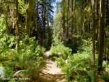 سه ساعت پیاده روی در اعماق جنگل بکر با موسیقی پیانو | (ریلکسیشن در طبیعت 128)