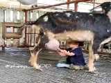 شیر خوردن کودک از پستان گاو