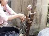 حمام کردن بچه میمون بازیگوش