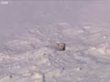 صحنه ای بسیار جالب از بیرون آمدن از گودال توسط خرس قطبی به همراه توله هایش