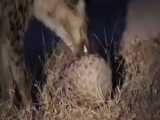کلیپ حیوانات | تلاش کفتار برای خوردن پانگولین‌