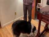 هوش مصنوعی به کمک آموزش سگ‌ها می‌آید