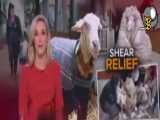 گوسفندی در استرالیا با35کیلو گرم پشم،حوادث واتفاقات روزدنیا درآی فیلو
