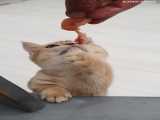 غذا دادن به گربه بامزه و گرسنه
