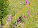 سه ساعت ویدیو از گلهای وحشی در دامنه کوه | (ریلکسیشن در طبیعت 136)