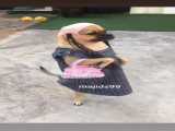 سگ در هال جفت گیری تمام زاویه ها نمایش داده شده