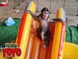 بازی میمون بازیگوش در سرسره و استخر شنای جدید