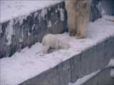 صحنه ای بسیار دیدنی از خرس قطبی به همراه توله خود در مرکز نگهداری از حیوانات