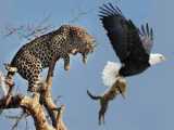 حیات وحش، حمله عقاب برای شکار/تلاش پلنگ برای شکار میمون