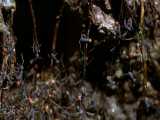 صحنه ای از زندگی دو میلیون مورچه در کلونی وشکار کردن آنها