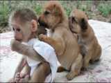 بازی توله سگ های شیطون با بچه میمون