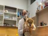 معاینه و درمان یک توله سگ شش ماهه بامزه