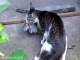 شکار موش غول پیکر توسط گربه