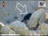ویدیوی واقعی مشاهدهء انسان گرگ نما در ایالت یوتا،آمریکا [شکار دوربین _ قسمت ۴۶]