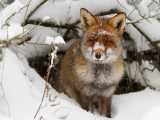 حیوانات در برف و سرما