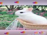 خیلی بامزسسسس