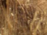 صحنه ای بسیار جالب از شکار بچه آهو توسط پلنگ آمریکایی جوان