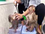حمام کردن دو میمون بازیگوش