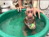 حمام کردن میمون بازیگوش و بامزه