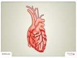 راهنمای آنژیوگرافی قلب یا عروق کرونری 