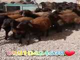 118work فروش گوسفند نژاد شال در قزوین