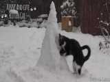 وقتی گربه ها برای اولین بار برف می بینند