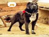 خرسی سگ قهدریجانی متعلق به جناب اقای محمد استکی