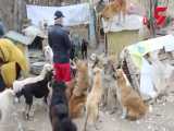پناهگاه فقیرانه 500 سگ زاغه نشین تهران