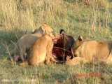 صحنه های بسیار جالب از بازی کردن توله شیرها و خوردن گوشت شکار درکنار مادر