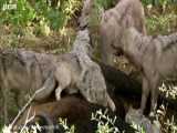صحنه ای بسیار جالب و دیدنی از تلاش گله گرگ ها برای شکار بوفالو
