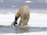 صحنه ای بسیار جالب از شکار فوک توسط خرس قطبی