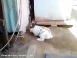 ببینید این خرگوش چطور گربه رو از دفن شدن نجات میده! :)