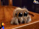 عنکبوتی که شما را عاشق عنکبوت ها میکند | (دودو 33)