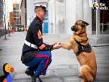 واکنش احساسی سگها وقتی صاحب سربازشون برمیگردند به خانه | (دودو 14)