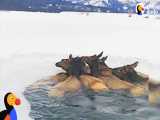 نجات گوزن های شمالی گیر افتاده در دریاچه یخ | (دودو 68)