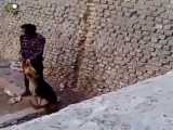 حمله سگ به انسان ته خنده attack dog with man