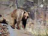 تصاویری خرس های قهوه ای در منطقه حفاظت شده البرز مرکزی 