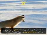 روش جالب شکار روباه سرخ در زیر برف