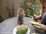 میوه خوردن میمون کوچولو ناز