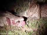 بیرون کشیده گوشت از تو دهن تمساح ابشور توسط پلنگ نر افریقایی