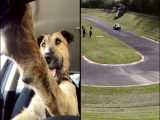 Have you seen a dog driving a car ?  Watch for yourself