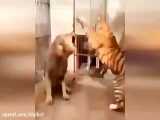 درگیری شیر و ببر درون قفس