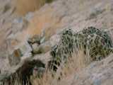 صحنه های بسیار جالب از خوردن شکار توسط گربه کوهی در کوهستان